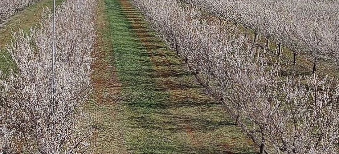 campos-almendras-7ff287c999.jpg
