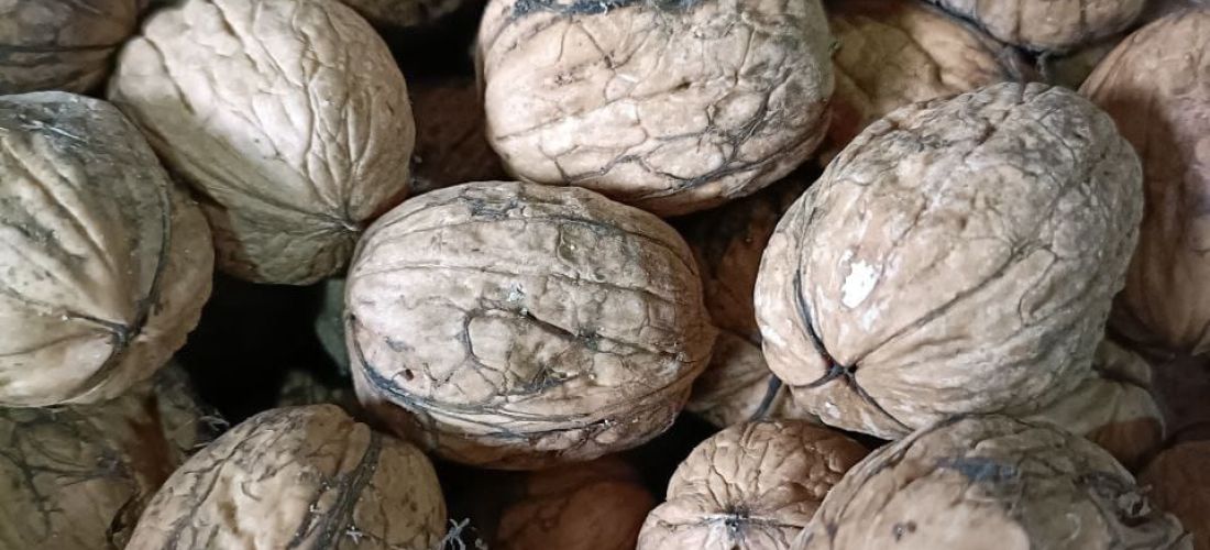 nueces-toro-7b2981fb38.jpeg