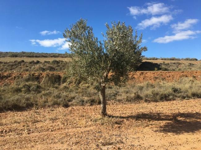 Apadrina un Olivo
